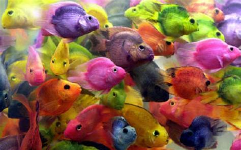 peces de colores-1